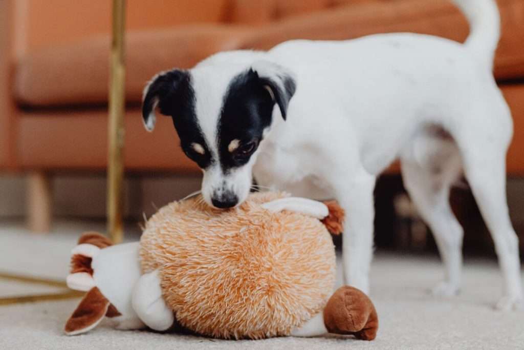 10 toys your dog will love